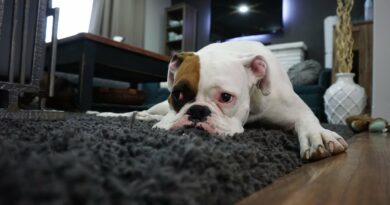 Enlever les poils du chien sur un tapis