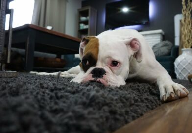Enlever les poils du chien sur un tapis