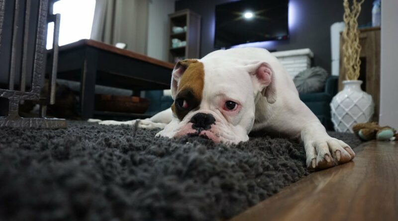 Enlever les poils du chien sur un tapis