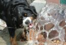 Fontaine à eau pour chien