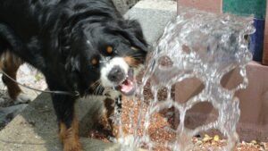 Fontaine à eau pour chien