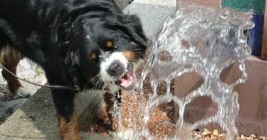 Fontaine à eau pour chien