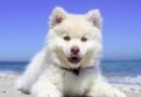 Formules assurance pour chien