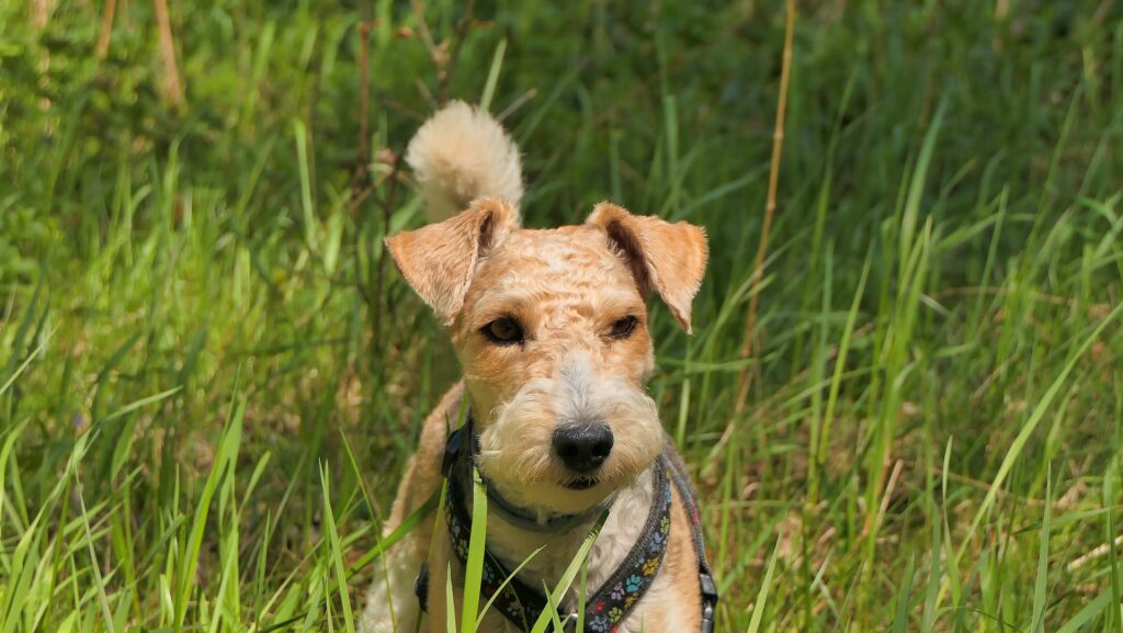 Fox Terrier