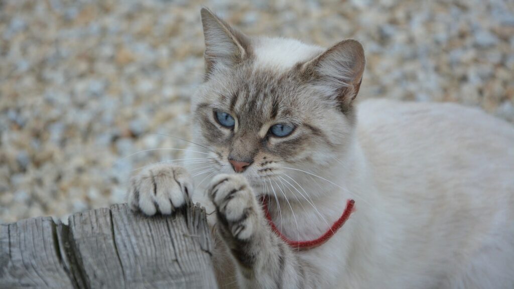 Griffoir pour chat