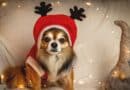 Habiller son chien en hiver