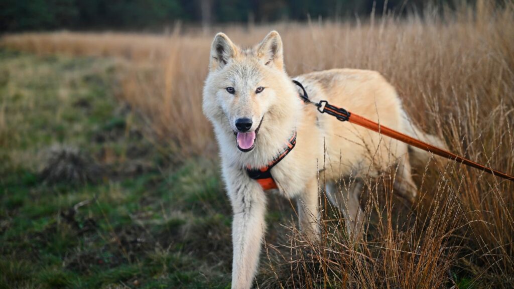 Harnais anti-traction pour chien