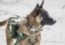Harnais pour malinois
