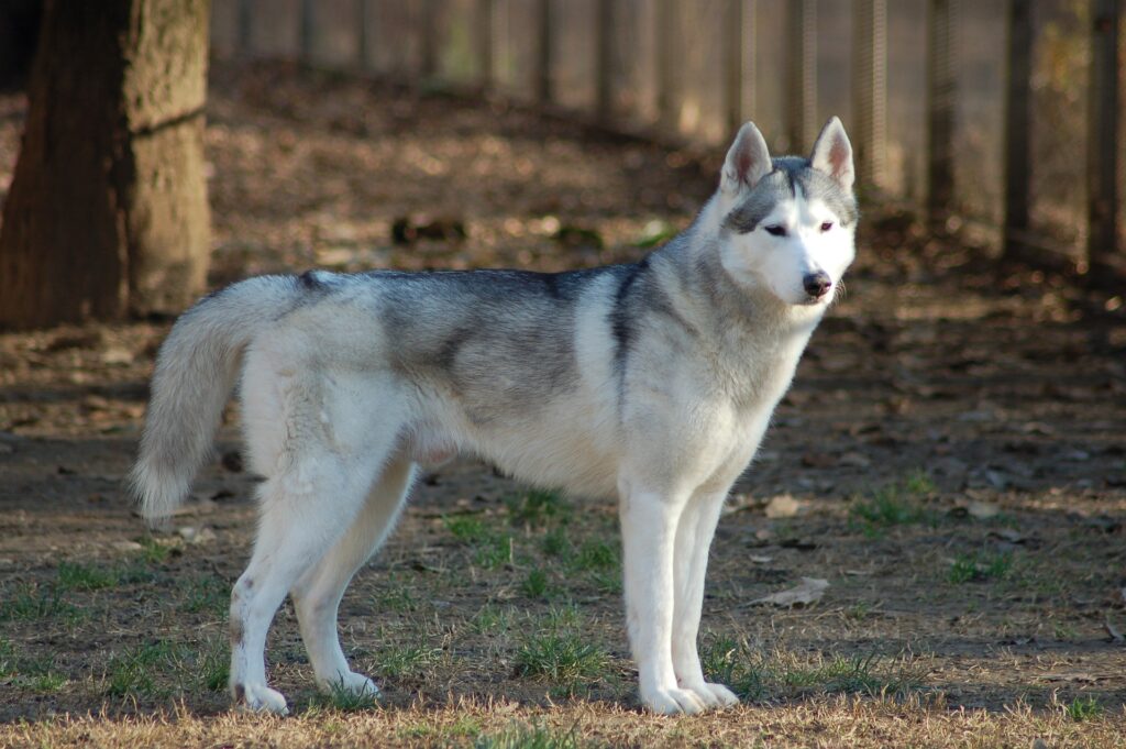 Husky de Sibérie