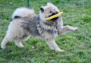 Jouer au frisbee avec son chien