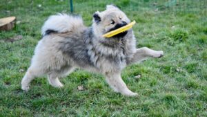 Jouer au frisbee avec son chien