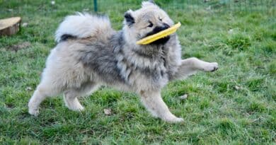 Jouer au frisbee avec son chien