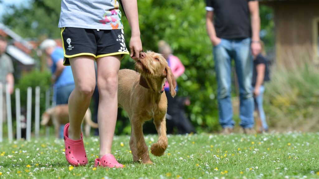 Jouer en extérieur avec son chien