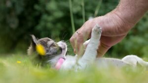 Jouer en extérieur avec son chien les solutions