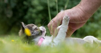 Jouer en extérieur avec son chien les solutions