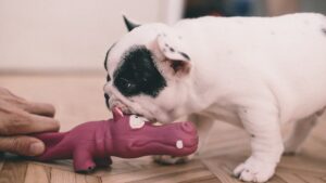 Jouer en intérieur avec son chien