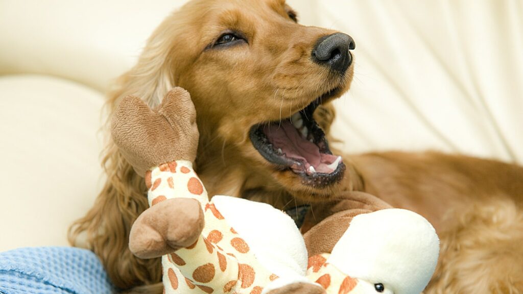 Jouer en intérieur avec son chien les solutions