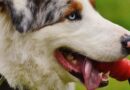 Jouet chien avec ventouse
