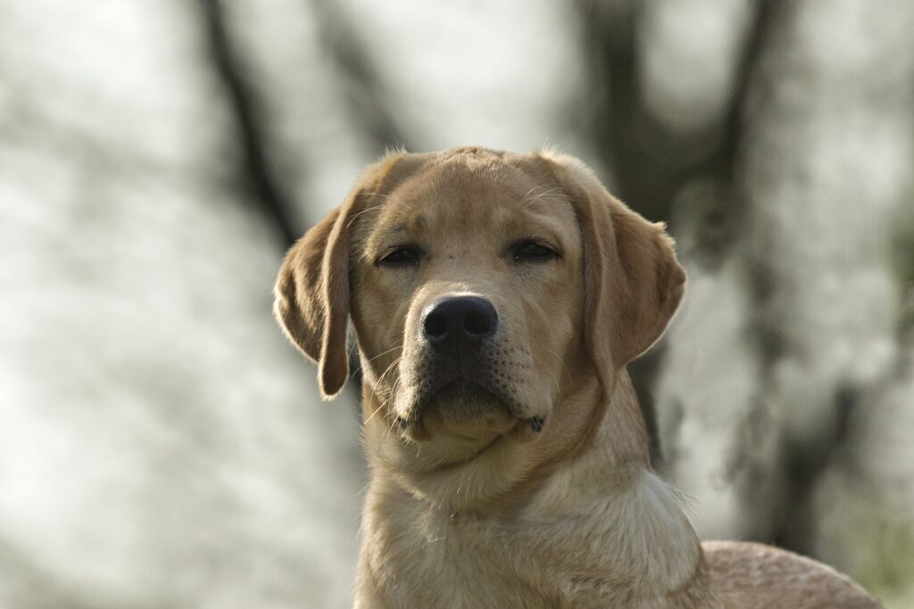 Labrador Retriever