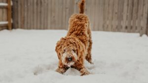 Langage corporel du chien que savoir