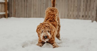 Langage corporel du chien que savoir