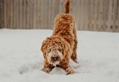 Langage corporel du chien que savoir