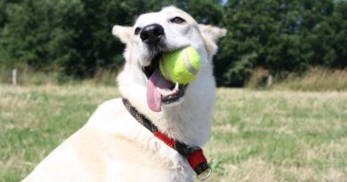 Le Flyball