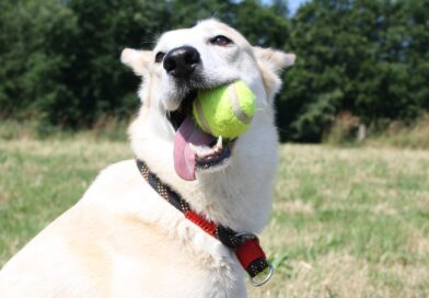 Le Flyball