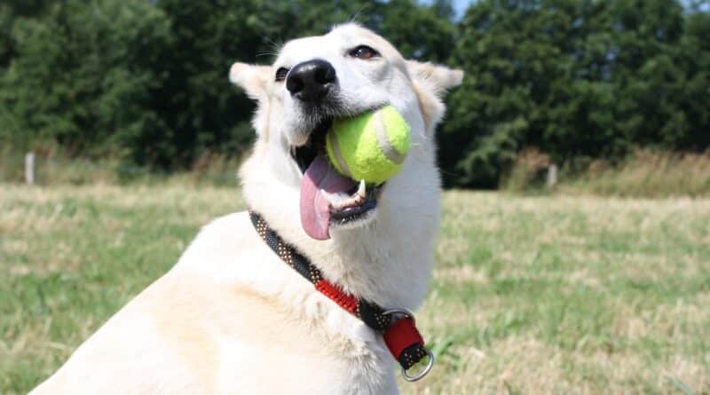 Le Flyball