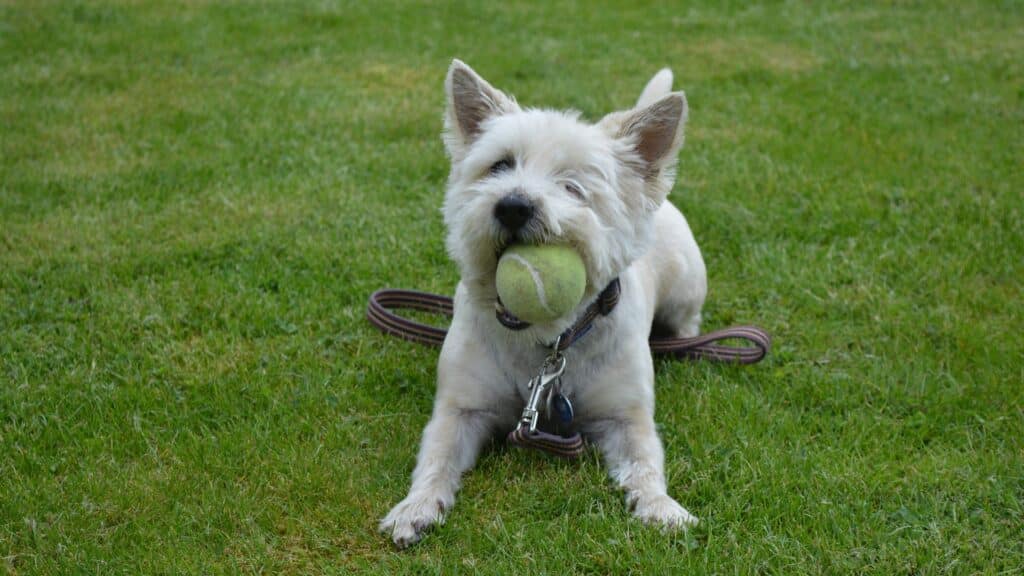 Le Flyball pour chien