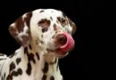Levure de bière chien