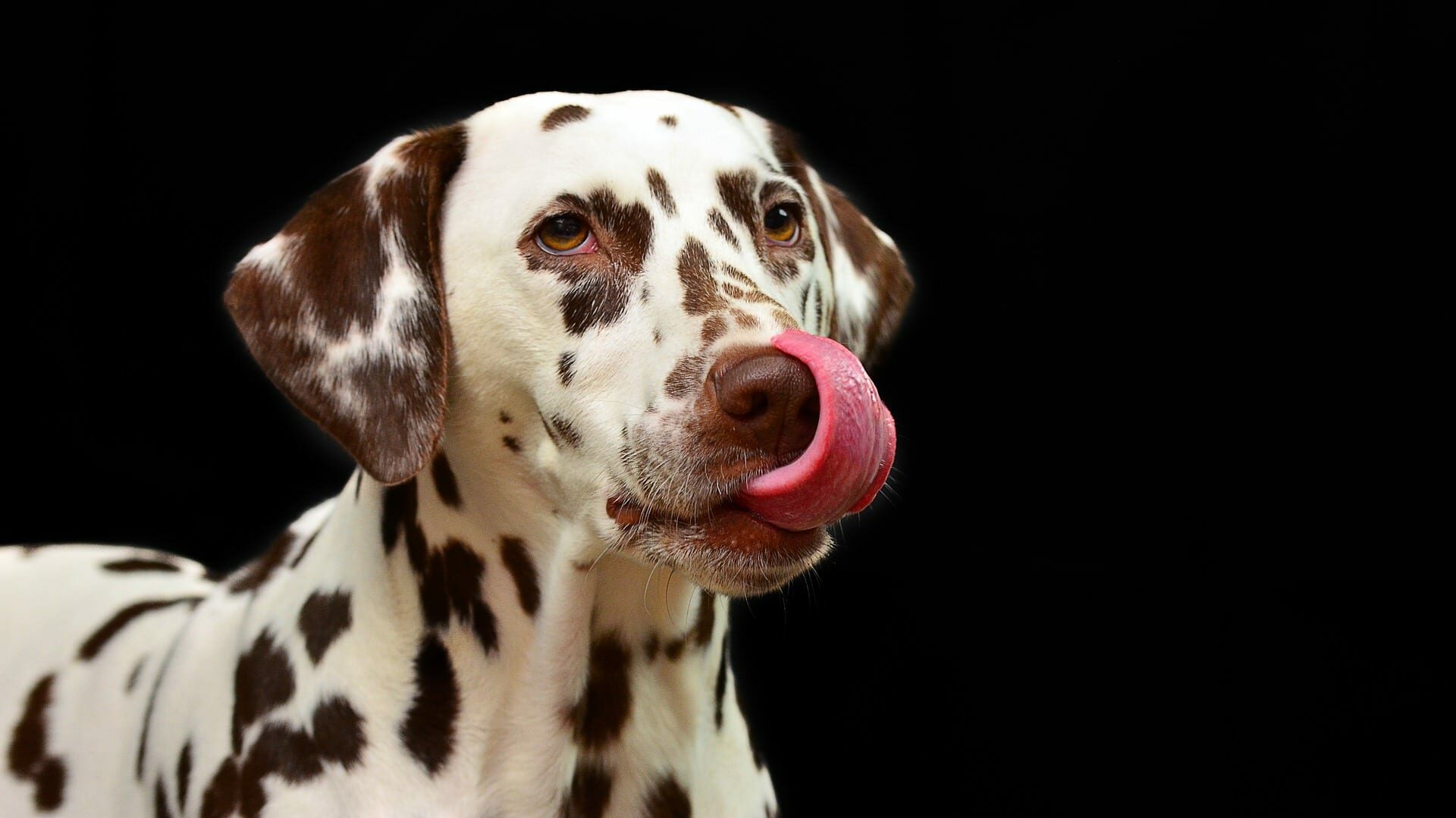 Levure de bière chien : pourquoi et comment en donner ?