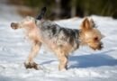 Marquage urinaire chez le chien
