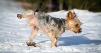 Marquage urinaire chez le chien