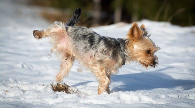 Marquage urinaire chez le chien