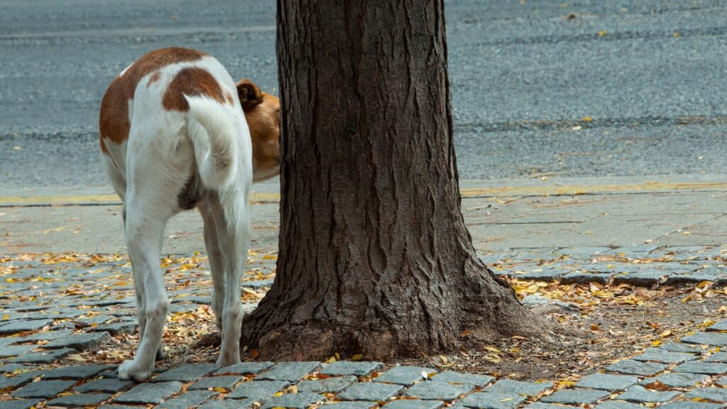 Marquage urinaire chez le chien pourquoi