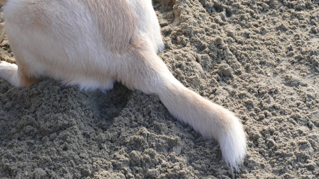 Mouvement de la queue chez le chien