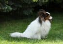 Mouvement de la queue chez le chien que savoir