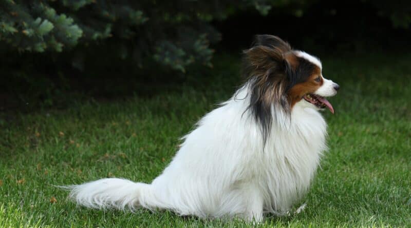 Mouvement de la queue chez le chien que savoir