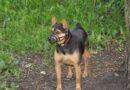 Muselière pour chien