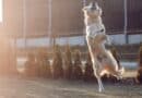Nerf de bœuf pour chien