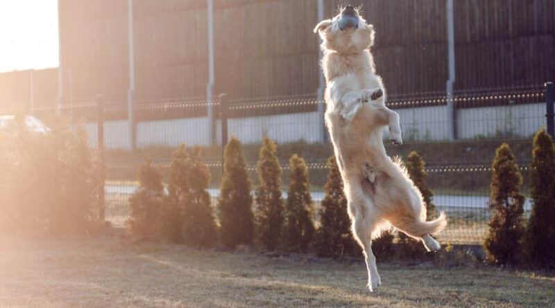 Nerf de bœuf pour chien