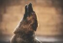 Nuisance sonore du chien