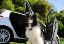 Odeur du chien dans une voiture