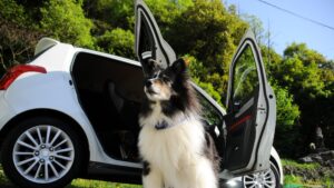 Odeur du chien dans une voiture