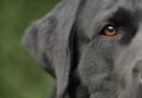 Ouïe du chien