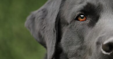 Ouïe du chien