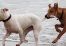 Queue du chien