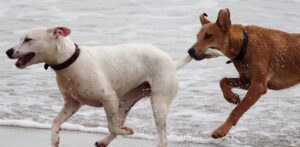 Queue du chien