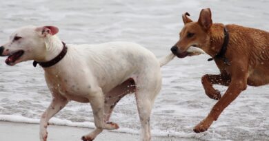 Queue du chien